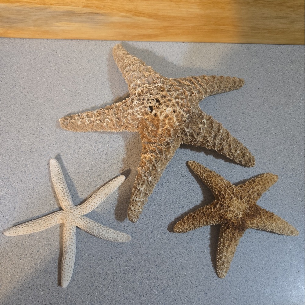 Vintage Large Dried Seastars, Authentic Florida Coast 1986 Beach Finds Set Of 3